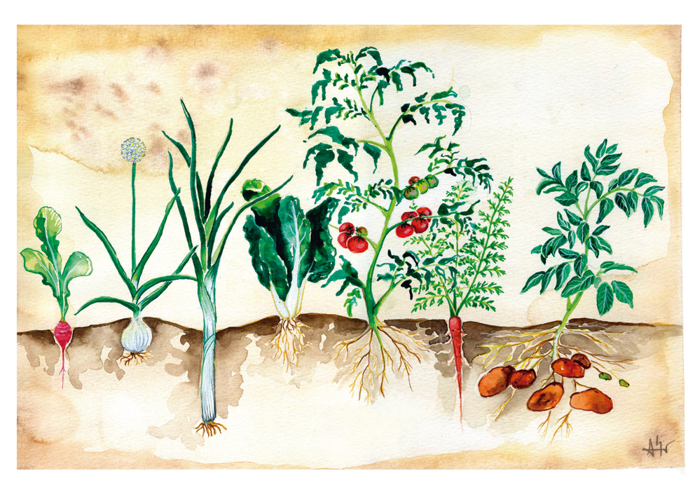 Ilustración del libro ilustrado La vida del huerto ecológico por Azahar Giner y publicado por la editorial La fertilidad de la tierra.